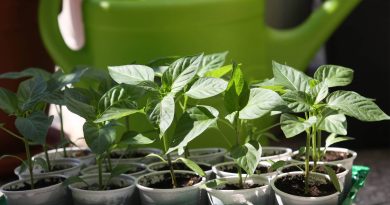 Zdrave sadike z močnimi stebli in temno zelenimi listi