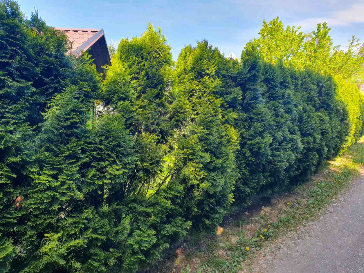 Zunanja stran - sanacija žive meje