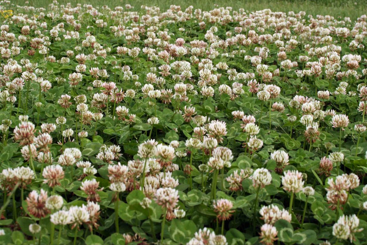 Bela detelja (Trifolium spp.)