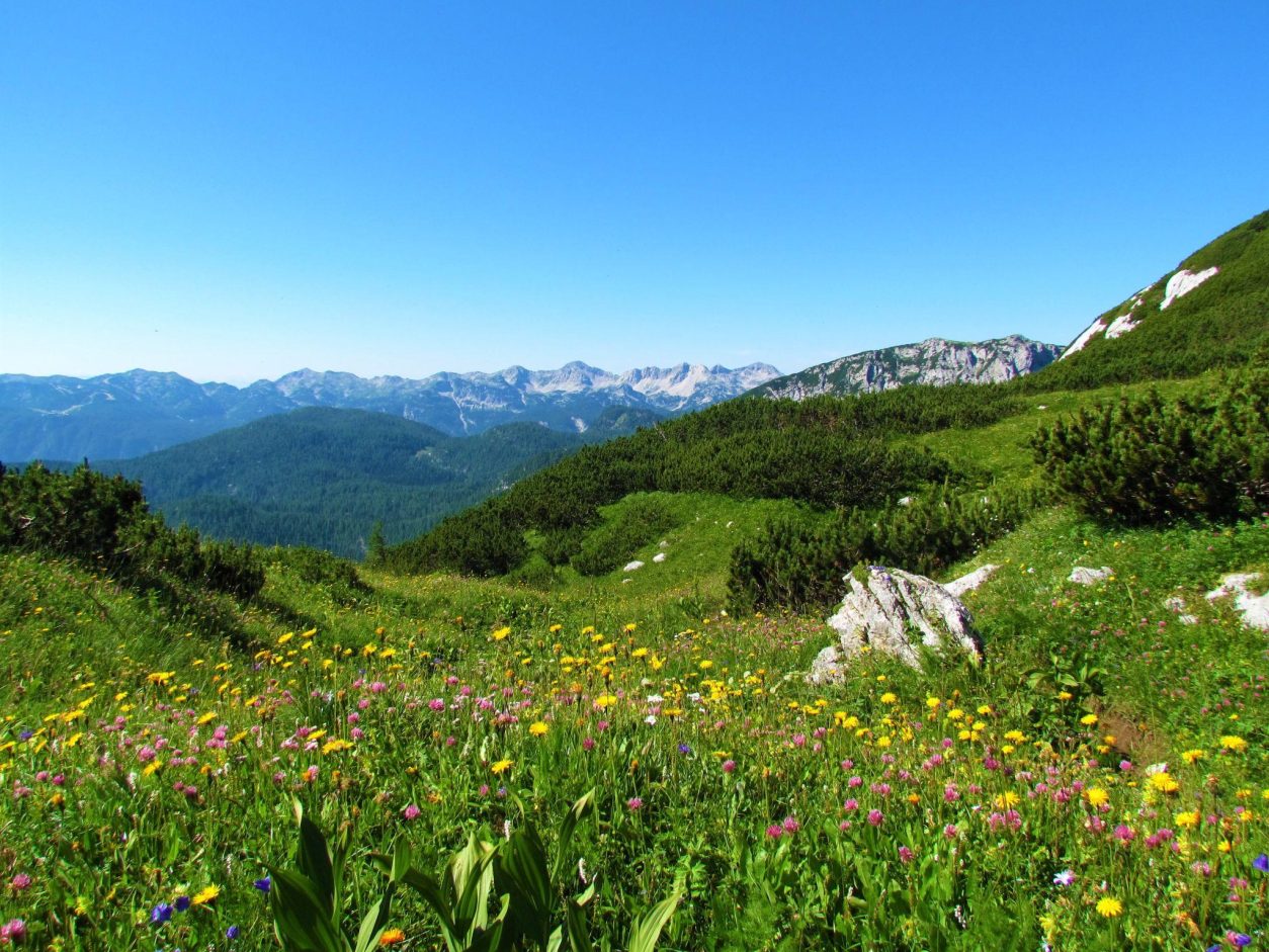 Cvetoči alpski travniki v Bohinju