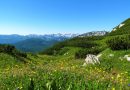Cvetoči alpski travniki v Bohinju