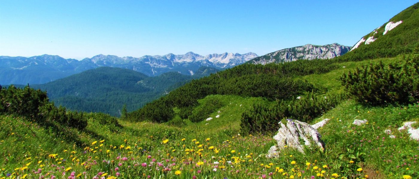 Cvetoči alpski travniki v Bohinju
