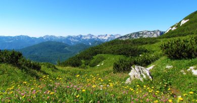 Cvetoči alpski travniki v Bohinju