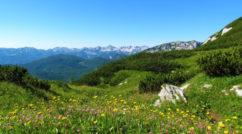 Cvetoči alpski travniki v Bohinju