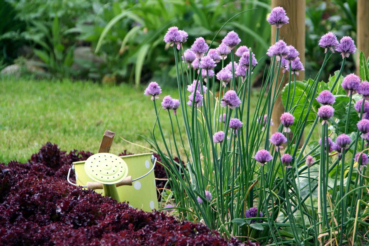 Cvetoči drobnjak (Allium schoenoprasum) je večletna zeliščna trajnica