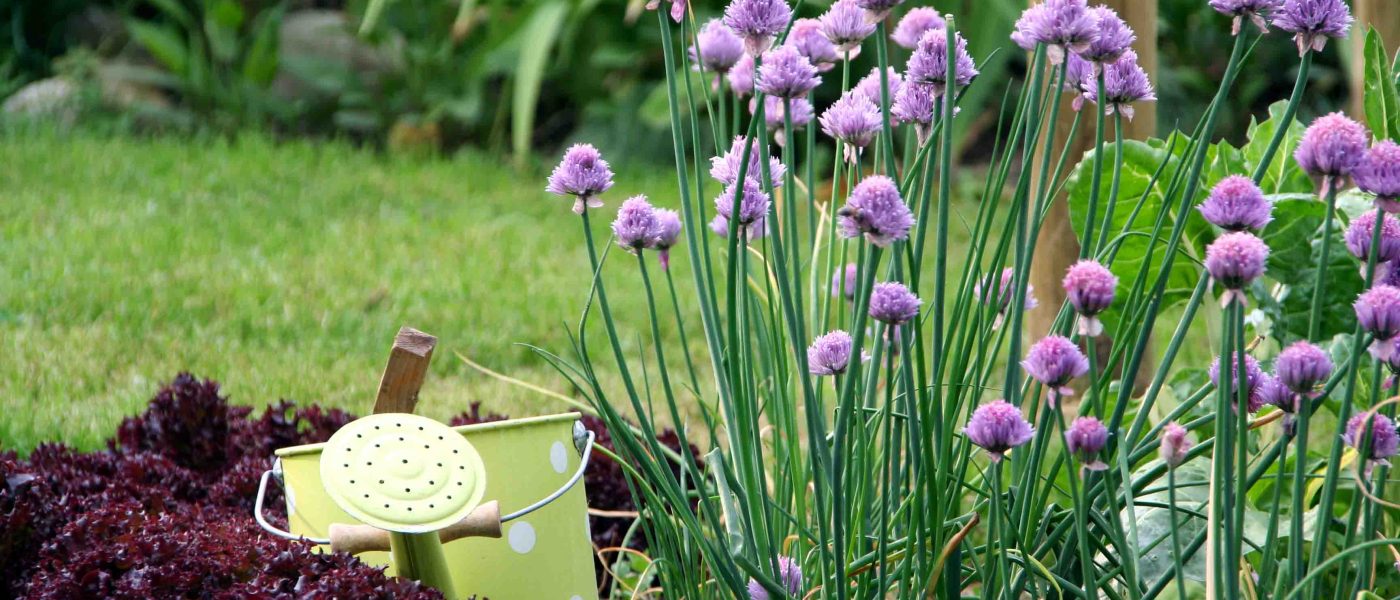 Cvetoči drobnjak (Allium schoenoprasum) je večletna zeliščna trajnica