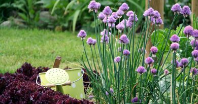 Cvetoči drobnjak (Allium schoenoprasum) je večletna zeliščna trajnica