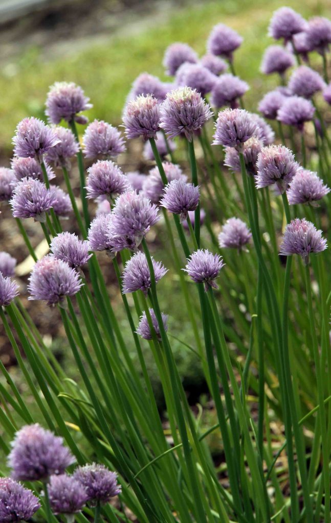 Drobnjak (Allium shoenoprasum), cveti s zvezdastimi, svetlorožnatimi cvetovi