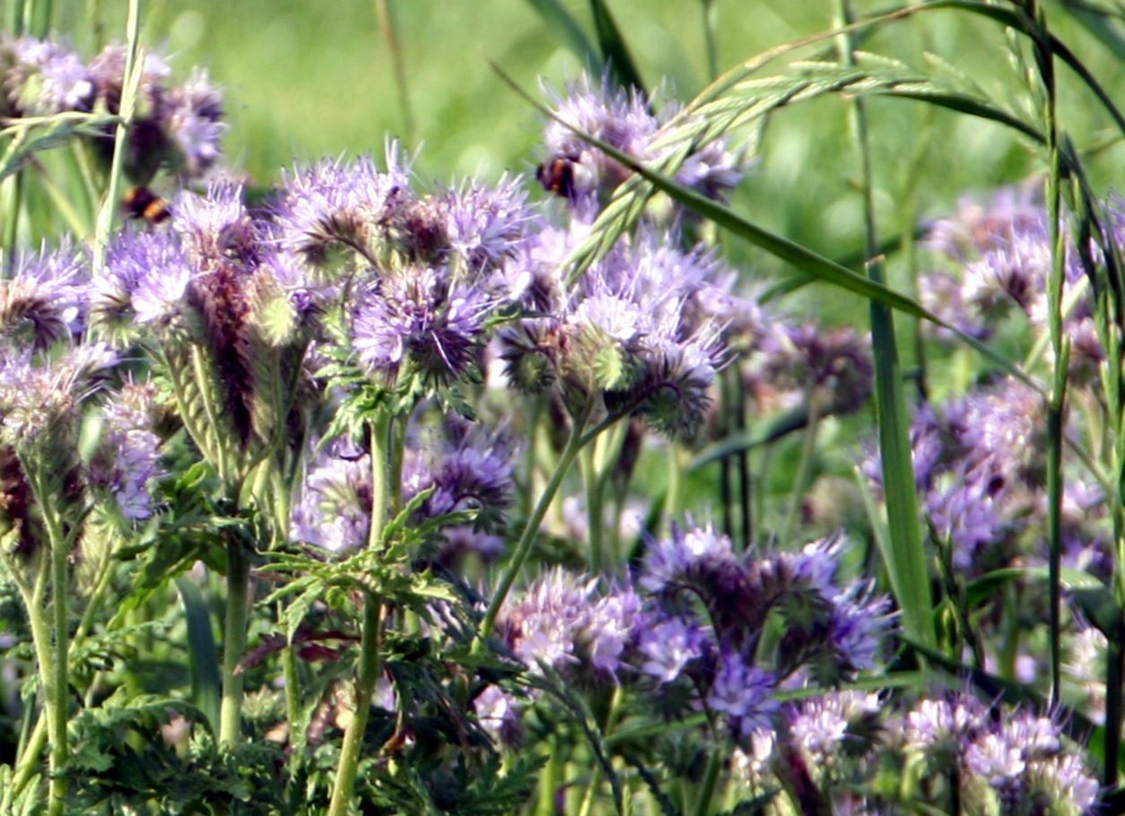 Facelija (Phacelia) v krmnih dosevkih