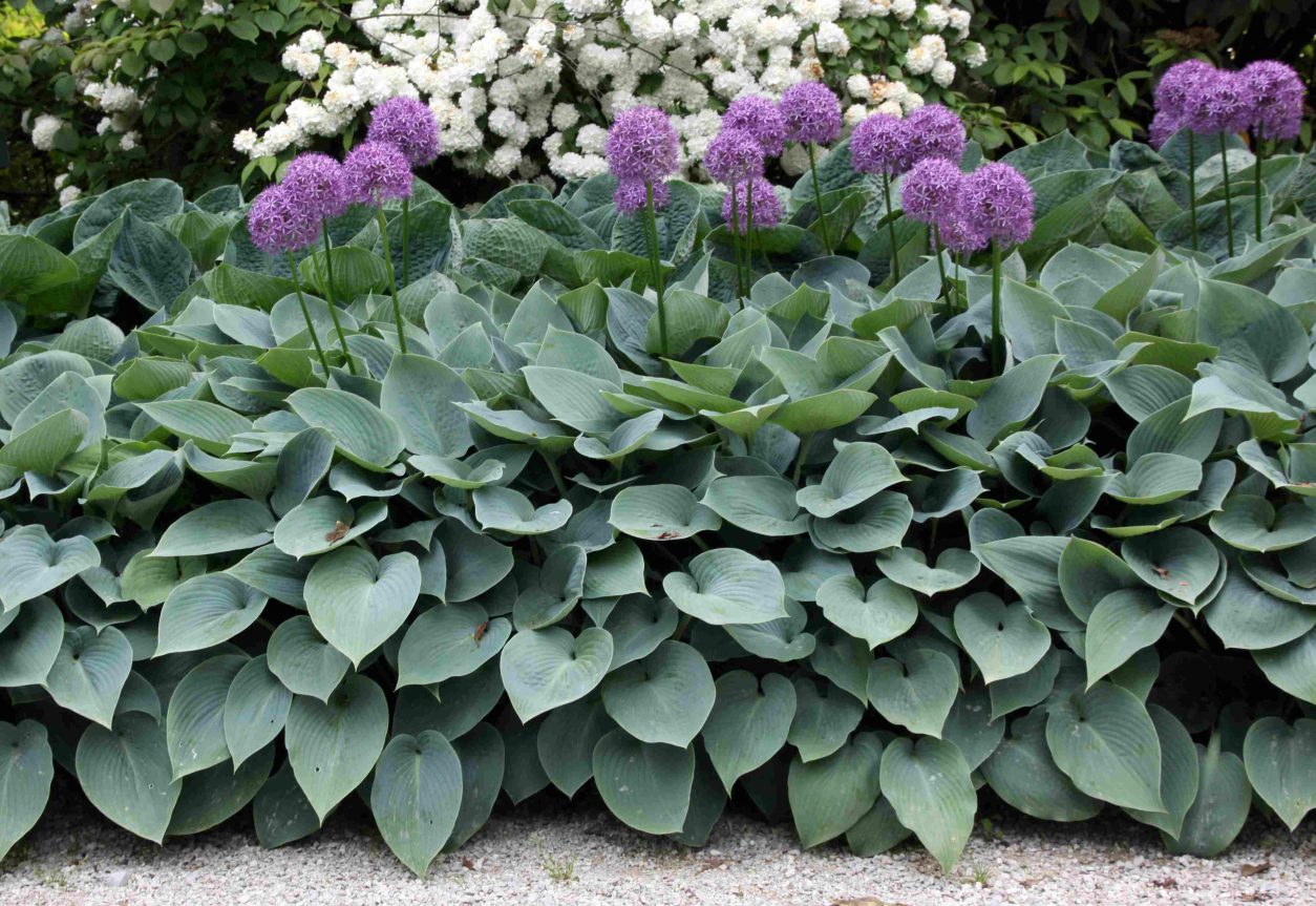 Hosta ‘Blue Angel’ na cvetlični gredi v kombinaciji z okrasnimi luki