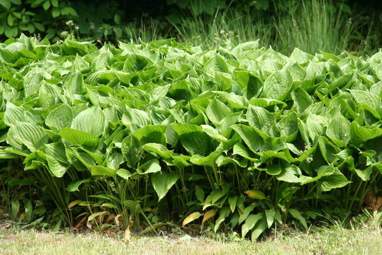 Hosta ‘Sum and Substance’ z velikimi svetlo zelenimi listi