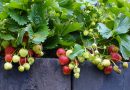 Jagode za obilno rodnost potrebujejo sonce, redno zalivanje in dobro prehranjena tla
