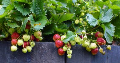 Jagode za obilno rodnost potrebujejo sonce, redno zalivanje in dobro prehranjena tla