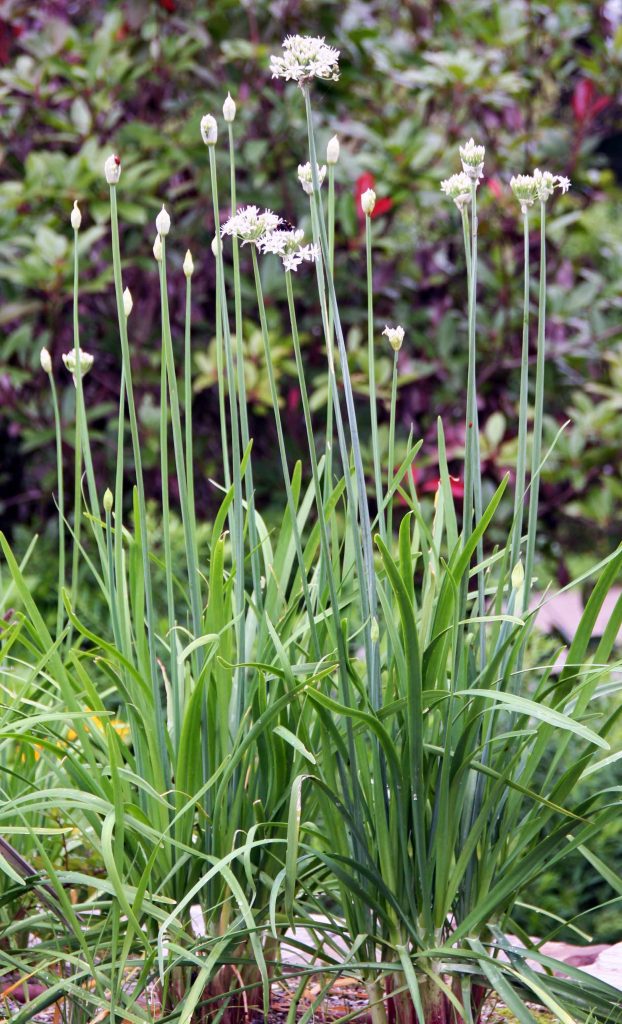 Kitajski drobnjak (Allium tuberosum), s ploščatimi in dekorativnimi listi ter ter svetlejšimi rozastimi cvetovi