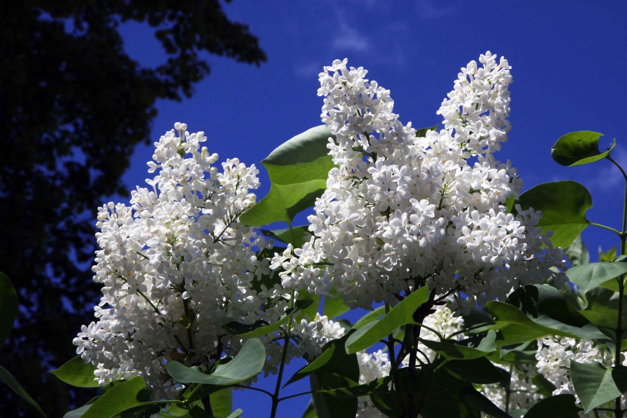 Majnik ali Španski bezeg (Syringa vulgaris) z belimi cvetovi