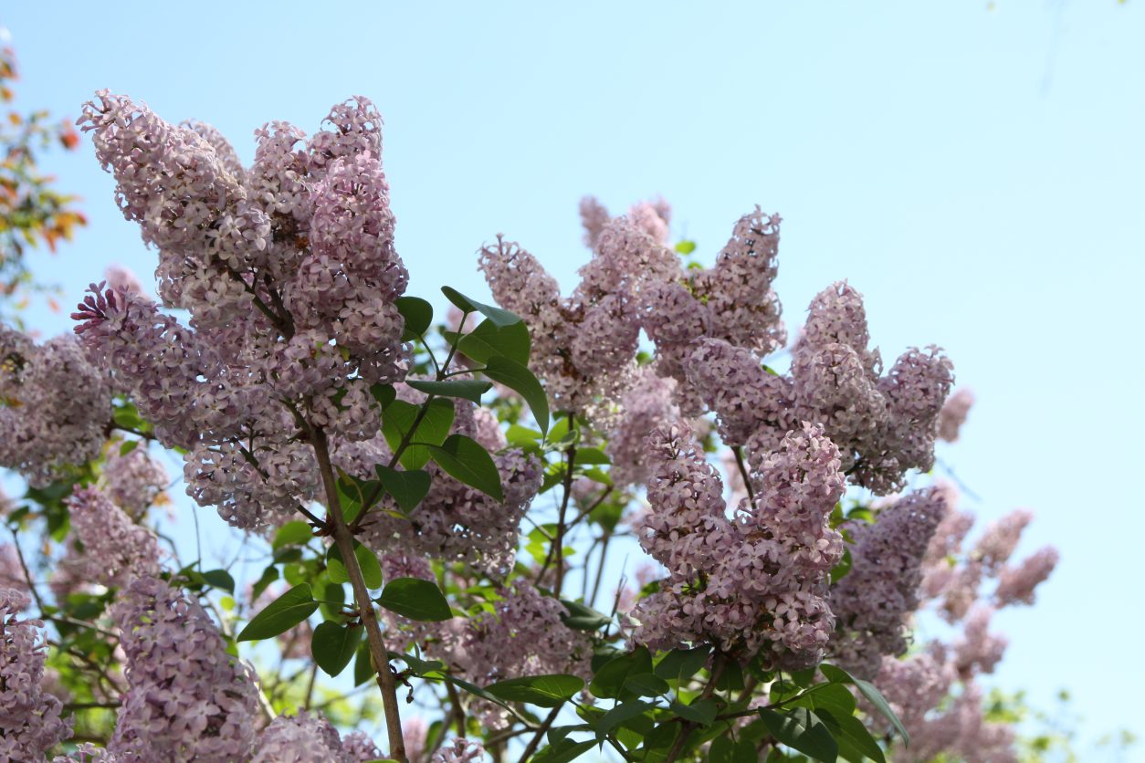 Majnik ali Španski bezeg (Syringa vulgaris) z roza cvetovi