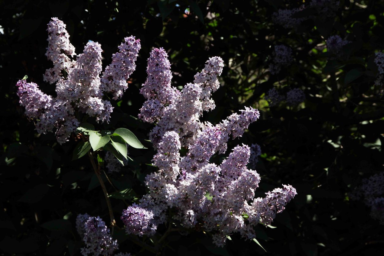 Majnik ali španski bezeg (Syringa vulgaris) je eden najbolj prepoznavnih pomladnih grmov