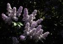 Majnik ali španski bezeg (Syringa vulgaris) je eden najbolj prepoznavnih pomladnih grmov