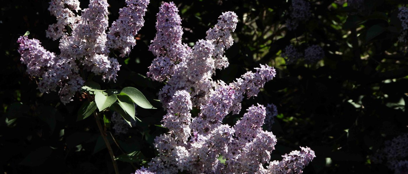 Majnik ali španski bezeg (Syringa vulgaris) je eden najbolj prepoznavnih pomladnih grmov