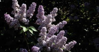 Majnik ali španski bezeg (Syringa vulgaris) je eden najbolj prepoznavnih pomladnih grmov