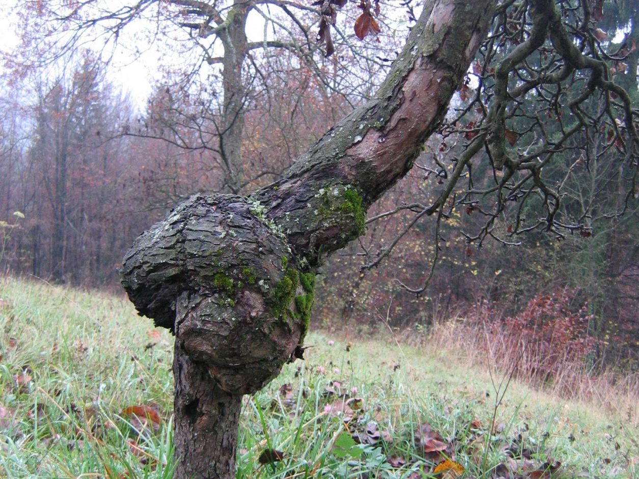 Napredovala okužba z jablanovim rakom (Neonectria ditissima) na deblu starejše jablane