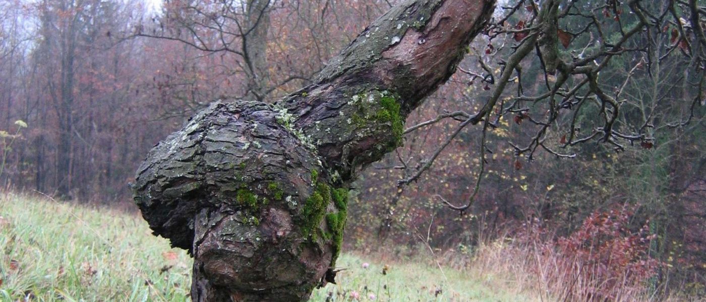 Napredovala okužba z jablanovim rakom (Neonectria ditissima) na deblu starejše jablane