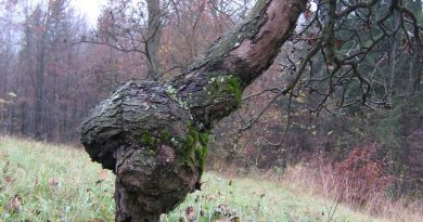 Napredovala okužba z jablanovim rakom (Neonectria ditissima) na deblu starejše jablane