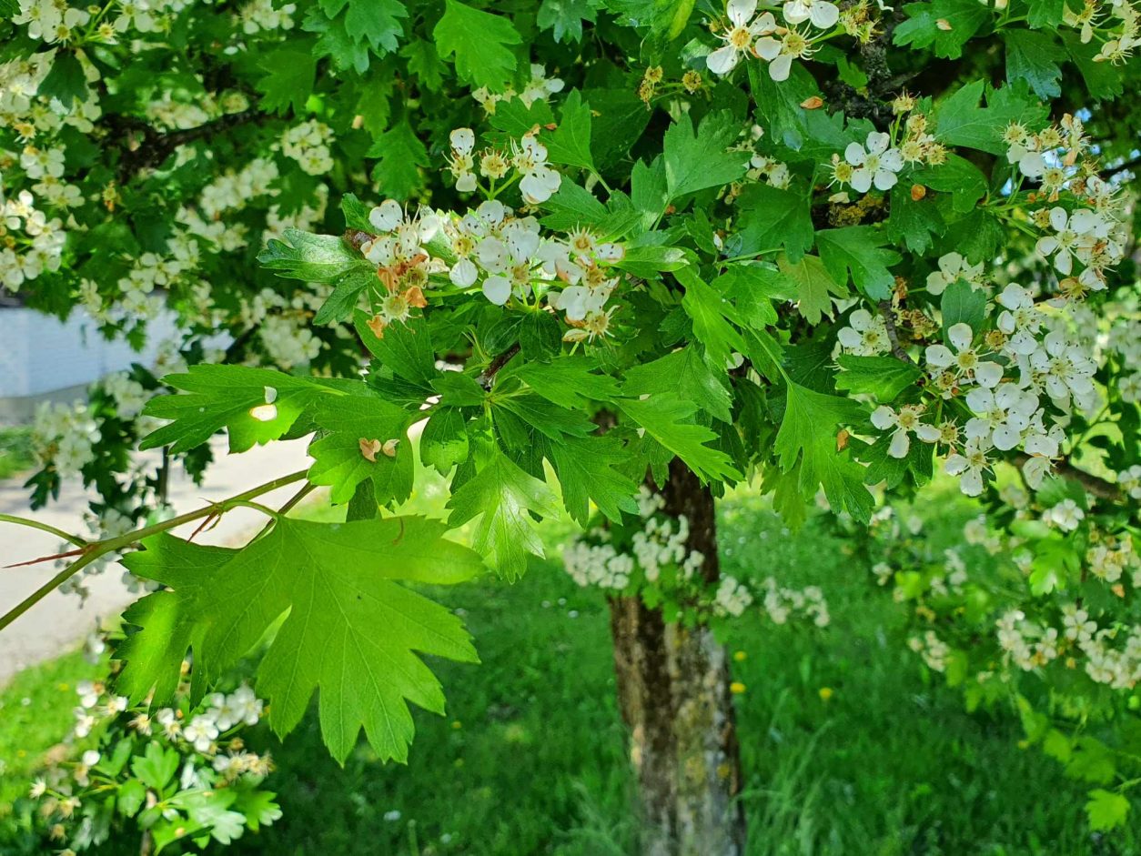 Navadni enovratni glog (Crataegus monogyna), ki ga prepoznamo po značilnih globoko krpatih listih