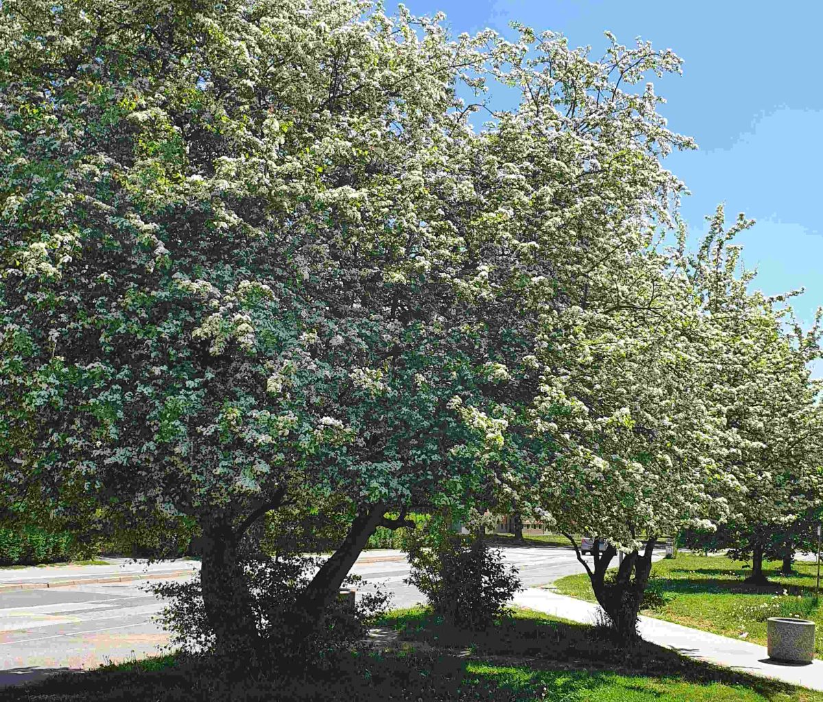 Navadni enovratni glog (Crataegus monogyna) spomladi navduši z obilnim cvetenjem