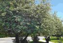 Navadni enovratni glog (Crataegus monogyna) spomladi navduši z obilnim cvetenjem