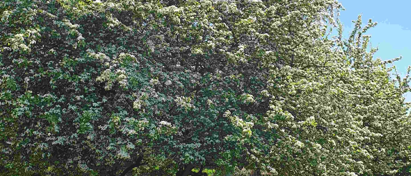 Navadni enovratni glog (Crataegus monogyna) spomladi navduši z obilnim cvetenjem
