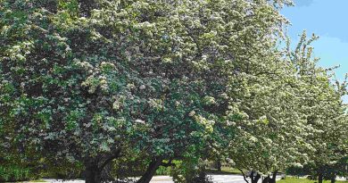 Navadni enovratni glog (Crataegus monogyna) spomladi navduši z obilnim cvetenjem