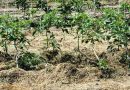 Paradižniki ob opori vrvice in zastirka iz slame