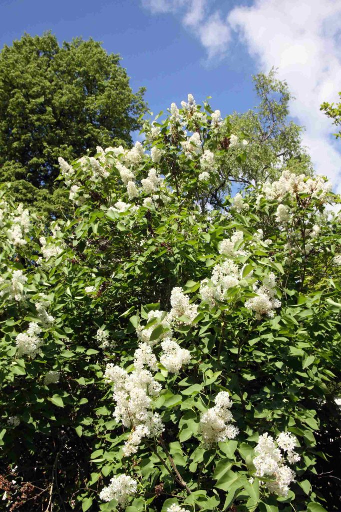 Španski bezeg ali majnik (Syringa vulgaris) obrezujemo po cvetenju