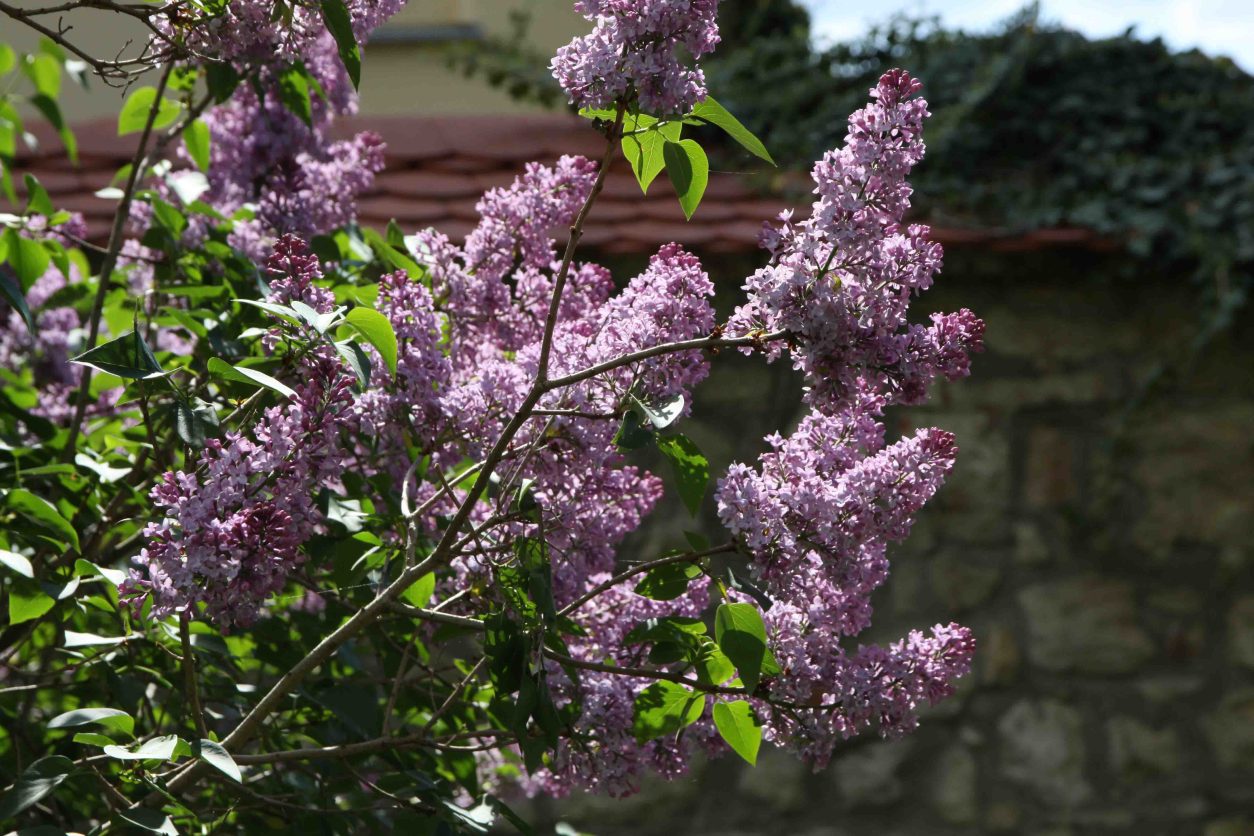 Španski bezeg ali majnik (Syringa vulgaris) raste kot večji listopadni grm ali manjše drevo