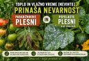 Toplo in vlažno vreme po nevihtah ustvarja idealne pogoje za razvoj paradižnikove plesni in pepelaste plesni