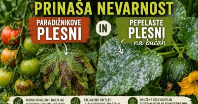 Toplo in vlažno vreme po nevihtah ustvarja idealne pogoje za razvoj paradižnikove plesni in pepelaste plesni