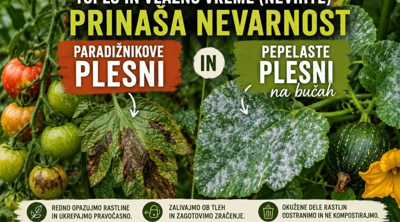 Toplo in vlažno vreme po nevihtah ustvarja idealne pogoje za razvoj paradižnikove plesni in pepelaste plesni