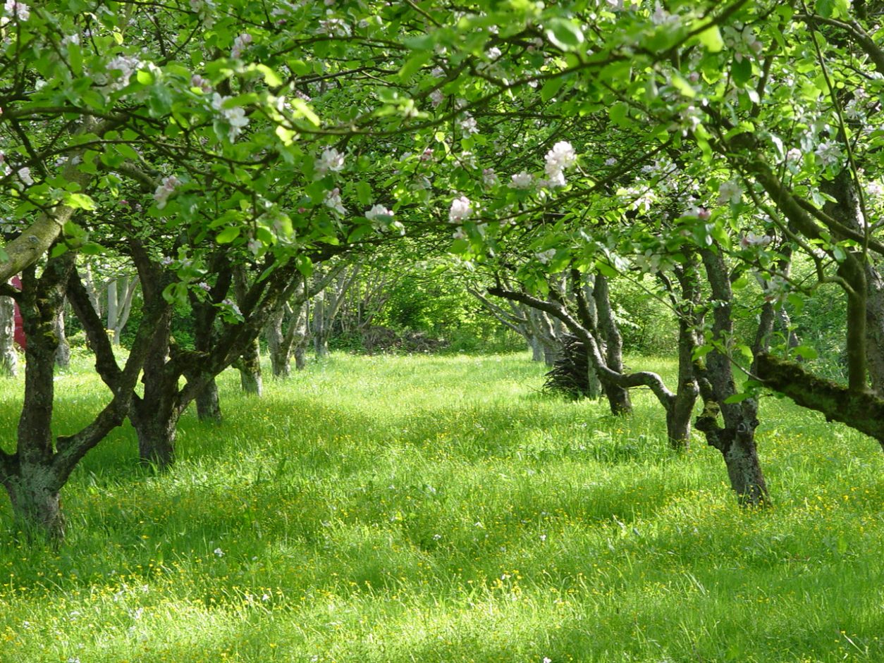 Travniški sadovnjak z cvetočimi jablanami (Malus domestica)