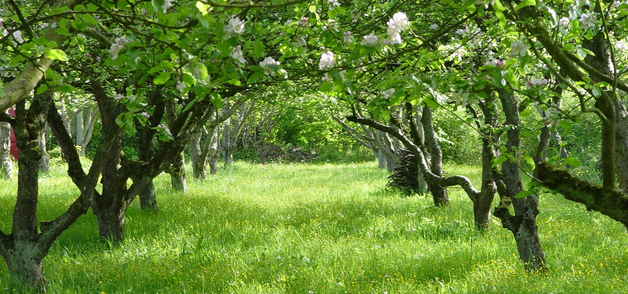 Travniški sadovnjak z cvetočimi jablanami (Malus domestica)