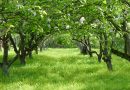 Travniški sadovnjak z cvetočimi jablanami (Malus domestica)