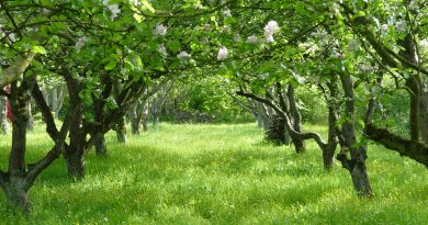 Travniški sadovnjak z cvetočimi jablanami (Malus domestica)