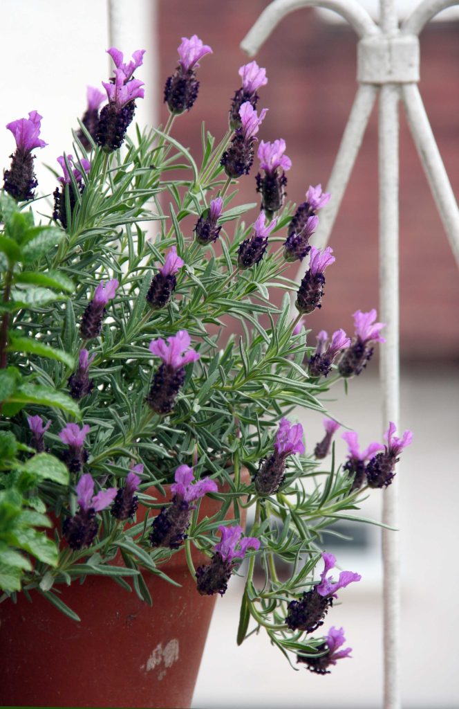 Čopasta ali španska sivka (Lavandula stoechas), je najbolj zgodnja vrsta sivke