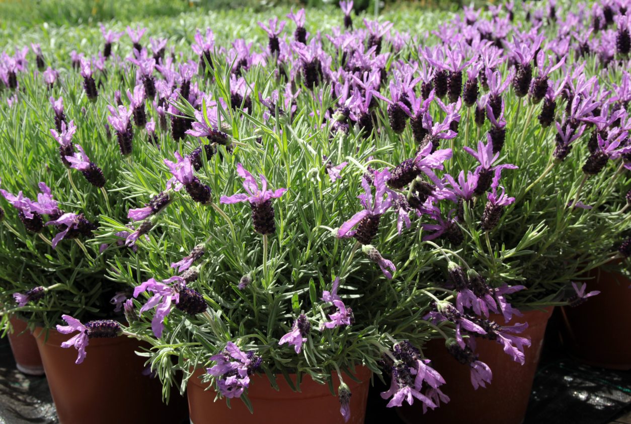 Čopasta oziroma španska sivka (Lavandula stoechas)