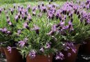 Čopasta oziroma španska sivka (Lavandula stoechas)