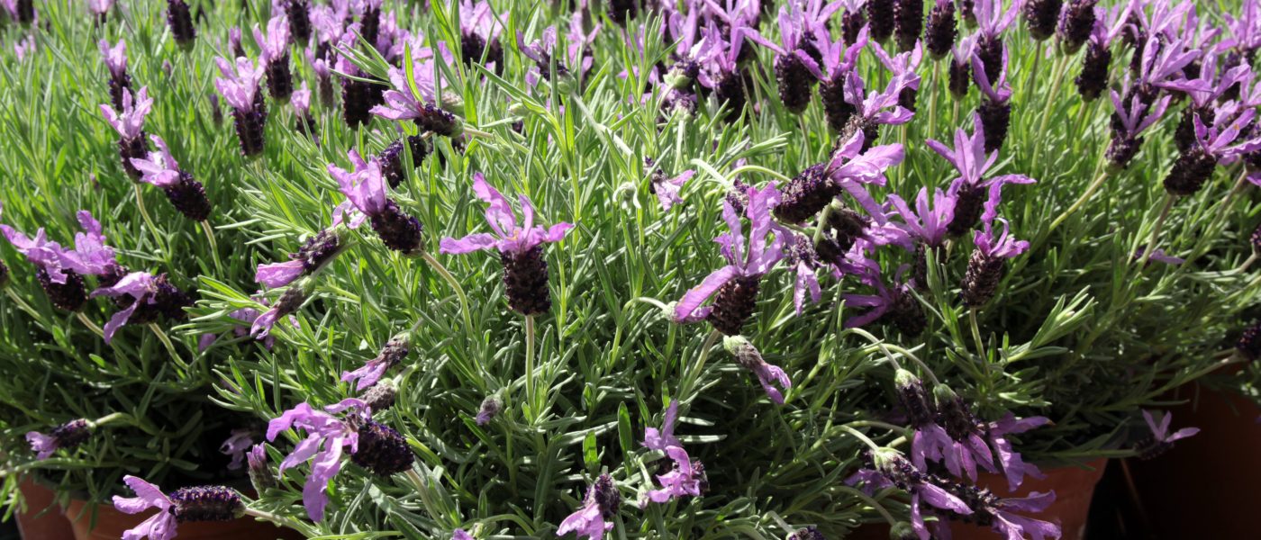 Čopasta oziroma španska sivka (Lavandula stoechas)