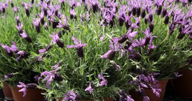 Čopasta oziroma španska sivka (Lavandula stoechas)