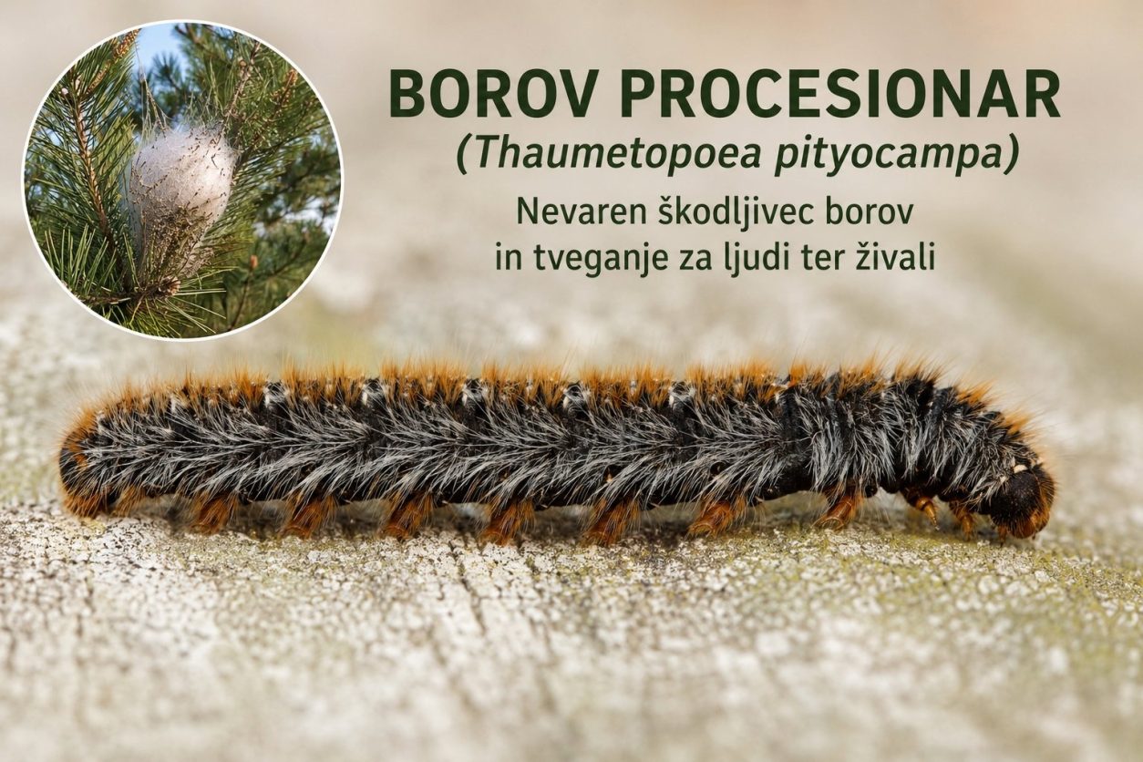 Gosenica borovega procesionarja (Thaumetopoea pityocampa)