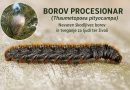 Gosenica borovega procesionarja (Thaumetopoea pityocampa)