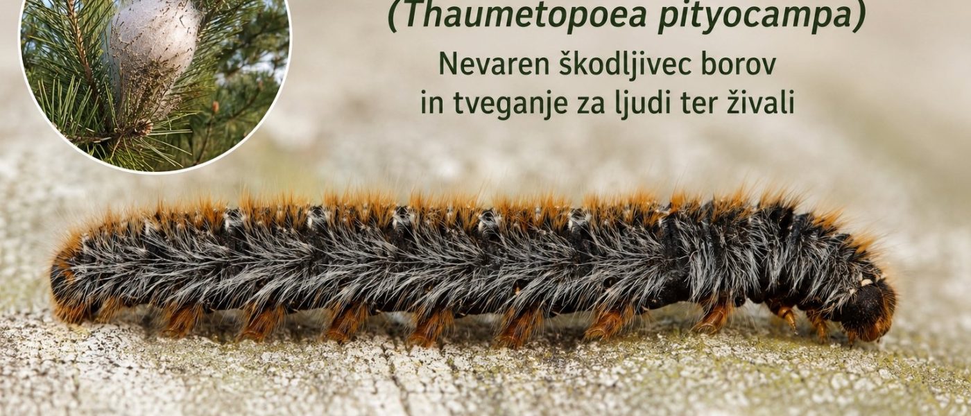 Gosenica borovega procesionarja (Thaumetopoea pityocampa)
